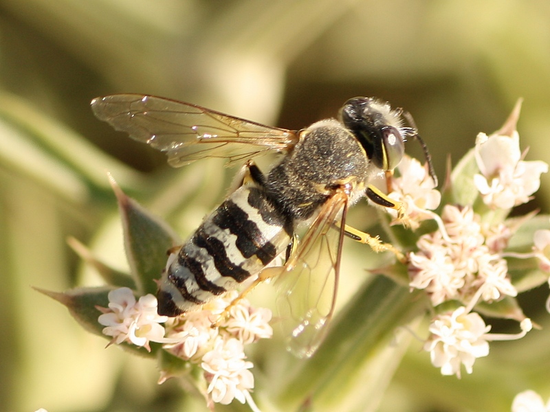 Bembix sp., Crabronidae